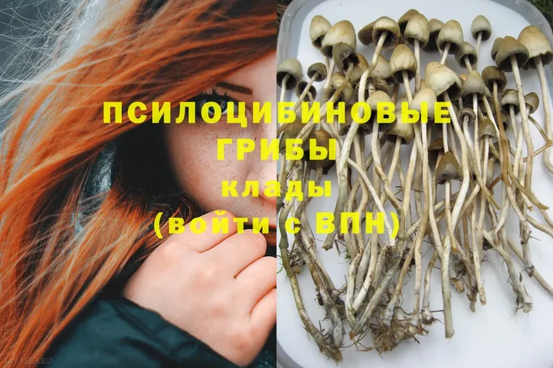 Галлюциногенные грибы Psilocybe  Чистополь 